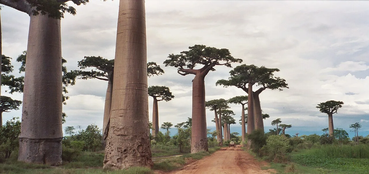 Avenue of the Baobabs — Indian Ocean