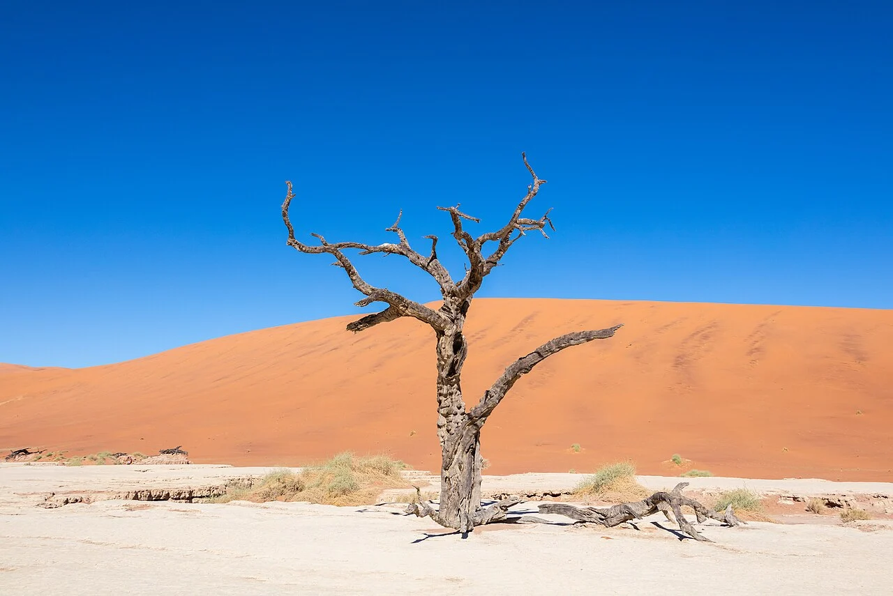 Deadvlei, Namib-Naukluft National Park